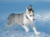 Top 10 Most Expensive Dog Breeds