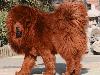 Top 10 Most Expensive Dog Breeds