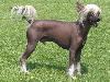 Top 10 Most Expensive Dog Breeds