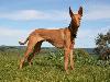 Top 10 Most Expensive Dog Breeds
