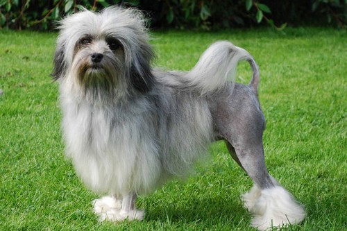 Top 10 Most Expensive Dog Breeds