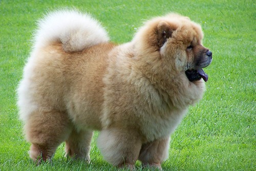 Top 10 Most Expensive Dog Breeds