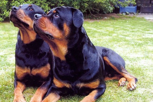 Top 10 Most Expensive Dog Breeds