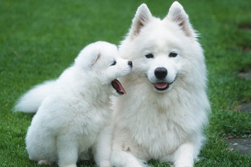 Top 10 Most Expensive Dog Breeds