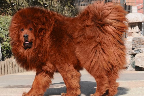 Top 10 Most Expensive Dog Breeds