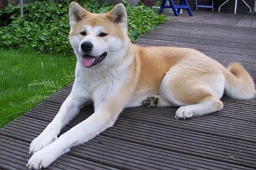 Top 10 Most Expensive Dog Breeds