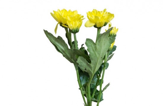 Best indoor plants for clean air