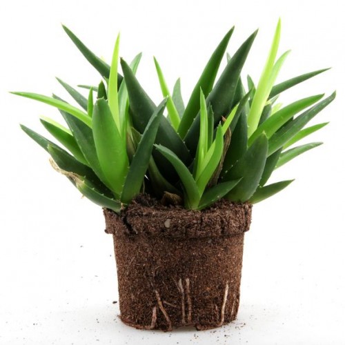 Best indoor plants for clean air