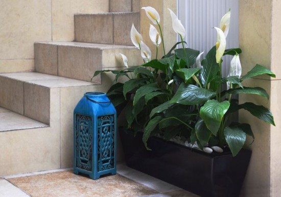 Best indoor plants for clean air