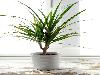 Best indoor plants for clean air