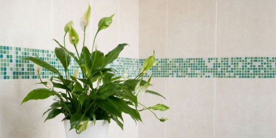 5 plants and flowers that will help you sleep better