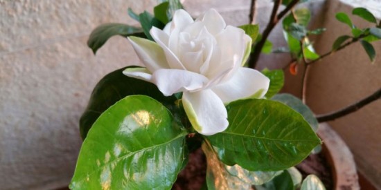 5 plants and flowers that will help you sleep better