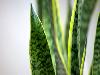 5 plants and flowers that will help you sleep better