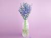 5 plants and flowers that will help you sleep better