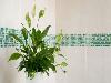 5 plants and flowers that will help you sleep better