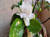 5 plants and flowers that will help you sleep better