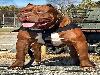 World�s Largest Pitbull �Hulk� Has 8 Puppies Worth Up To Half A Million Dollars