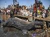 Worlds largest fishes found in river  Worlds largest fishes  Biggest fishes in the world