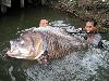 Worlds largest fishes found in river  Worlds largest fishes  Biggest fishes in the world