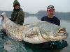 Worlds largest fishes found in river  Worlds largest fishes  Biggest fishes in the world