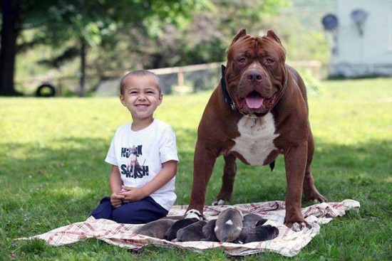 World�s Largest Pitbull �Hulk� Has 8 Puppies Worth Up To Half A Million Dollars