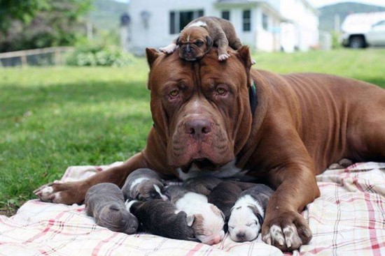 World�s Largest Pitbull �Hulk� Has 8 Puppies Worth Up To Half A Million Dollars