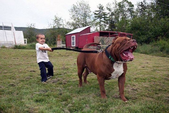 Worlds Largest Pitbull Hulk Has 8 Puppies Worth Up To Half A Million Dollars