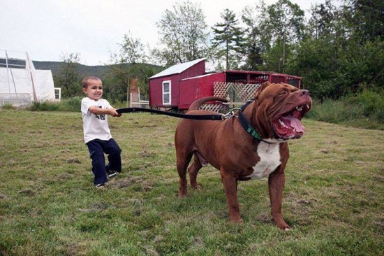 World�s Largest Pitbull �Hulk� Has 8 Puppies Worth Up To Half A Million Dollars
