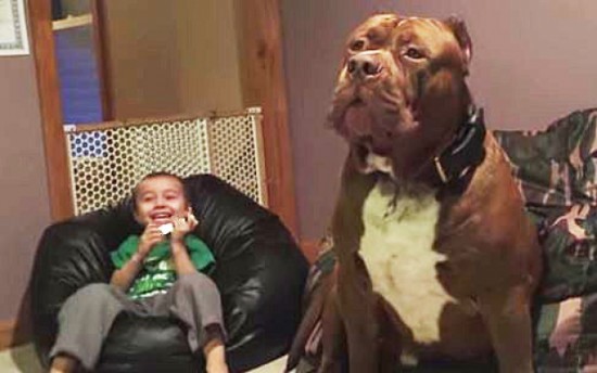 World�s Largest Pitbull �Hulk� Has 8 Puppies Worth Up To Half A Million Dollars