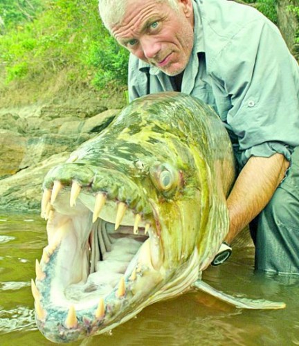 Worlds largest fishes found in river  Worlds largest fishes  Biggest fishes in the world