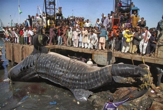 Worlds largest fishes found in river  Worlds largest fishes  Biggest fishes in the world