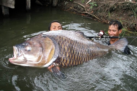 Worlds largest fishes found in river  Worlds largest fishes  Biggest fishes in the world