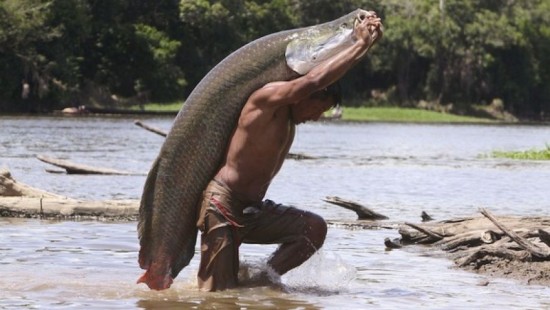 Worlds largest fishes found in river  Worlds largest fishes  Biggest fishes in the world