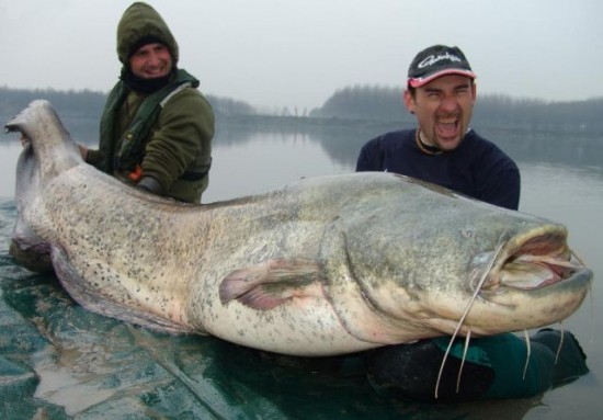Worlds largest fishes found in river  Worlds largest fishes  Biggest fishes in the world