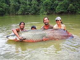 Worlds largest fishes found in river  Worlds largest fishes  Biggest fishes in the world