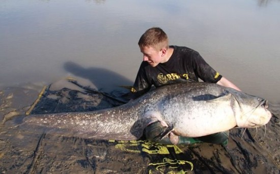 Worlds largest fishes found in river  Worlds largest fishes  Biggest fishes in the world