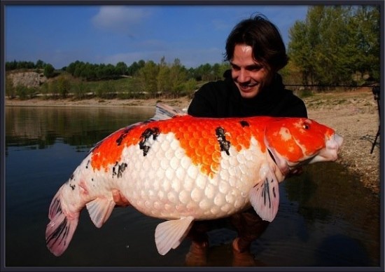 Worlds largest fishes found in river  Worlds largest fishes  Biggest fishes in the world