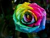 Unique and Rare Rainbow Flowers