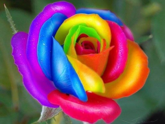 Unique and Rare Rainbow Flowers