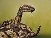 Awesome Body Painting Body painting pictures