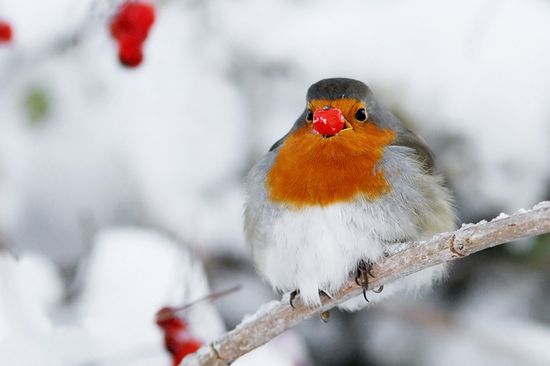 40 Beautiful Examples of Bird Photography