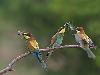 40 Beautiful Examples of Bird Photography