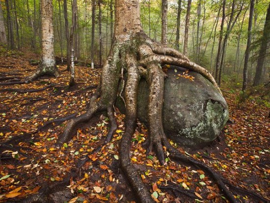 Greatest Photographs of National Geographic