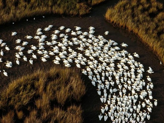 Greatest Photographs of National Geographic
