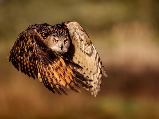 Greatest Photographs of National Geographic