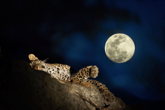 Wild animals gather under a full moon