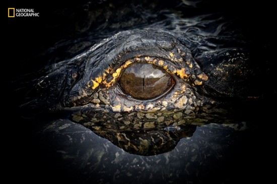 National Geographic's nature photographer of the year - the best animal portraits