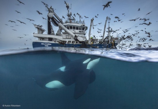 The Breathtaking Finalists Of The Wildlife Photographer Of The Year Competition