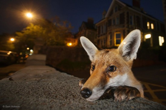 The Breathtaking Finalists Of The Wildlife Photographer Of The Year Competition