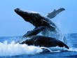 11 Animal Godfathers into Underwater